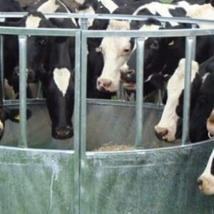 Standard Cattle Ring Feeder