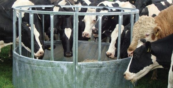 Standard Cattle Ring Feeder